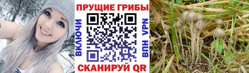 дарнет шоп  Себеж  Псилоцибиновые грибы MAGIC MUSHROOMS 